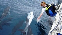 Western Grace and the Dolphins
